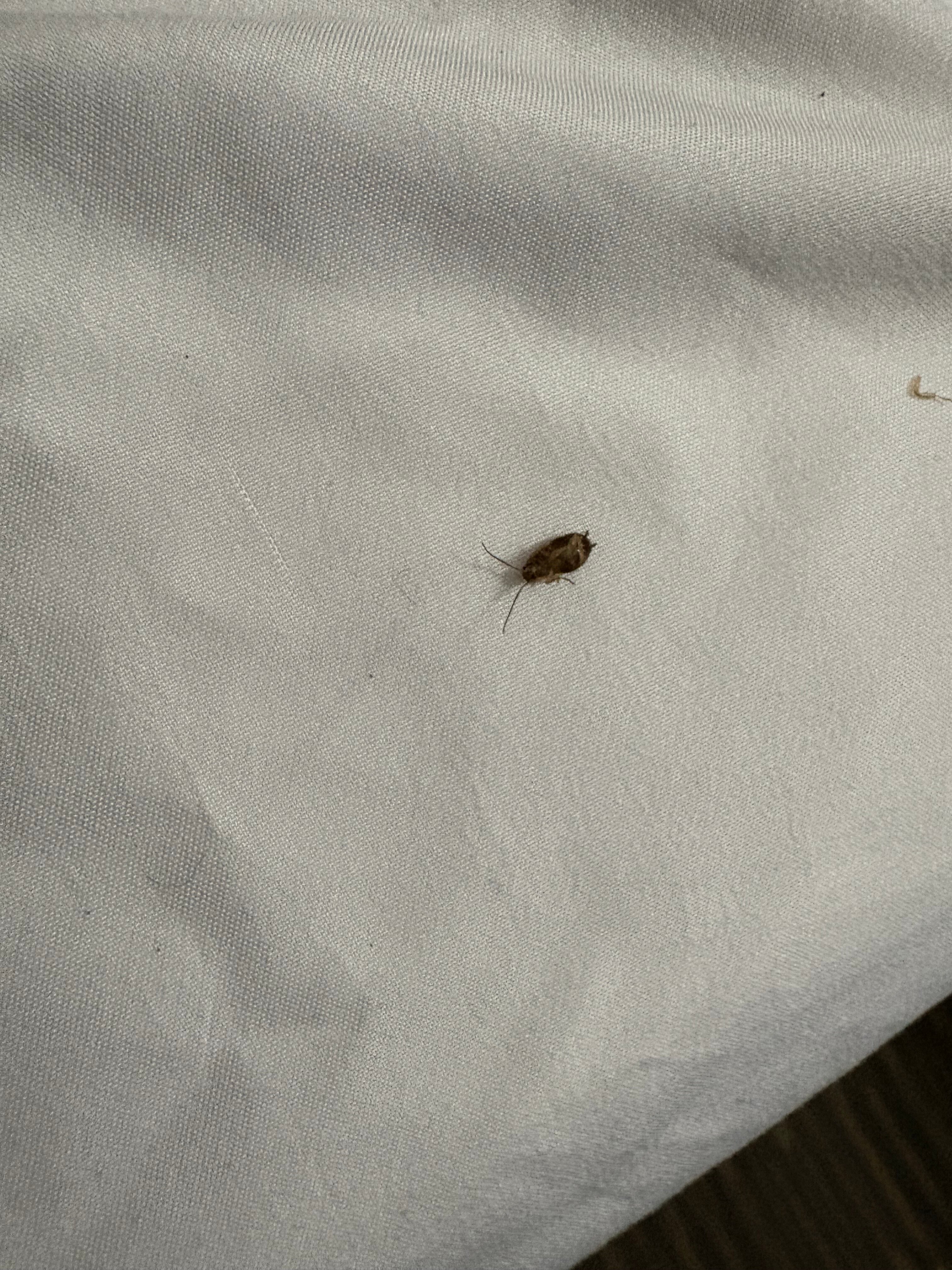 Hawthorn Suites by Wyndham Decatur-客卧