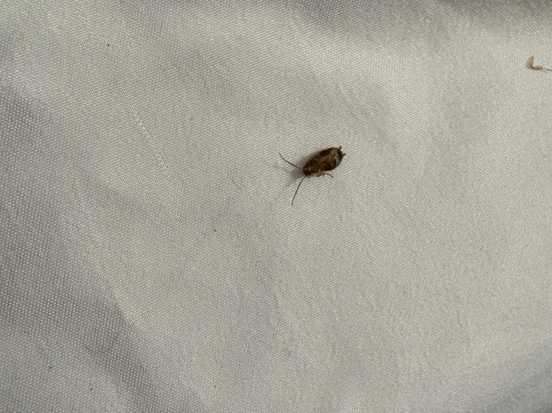 Hawthorn Suites by Wyndham Decatur主图