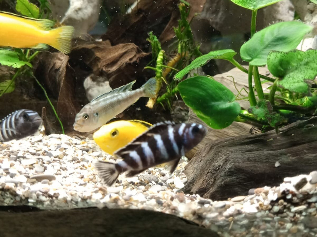 Alushta Aquarium-阿卢什塔必去景点