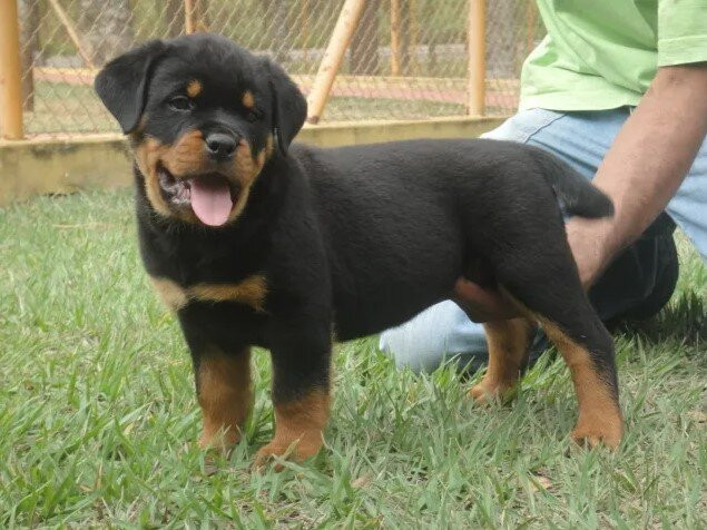 Di Ferraresi Rottweilers