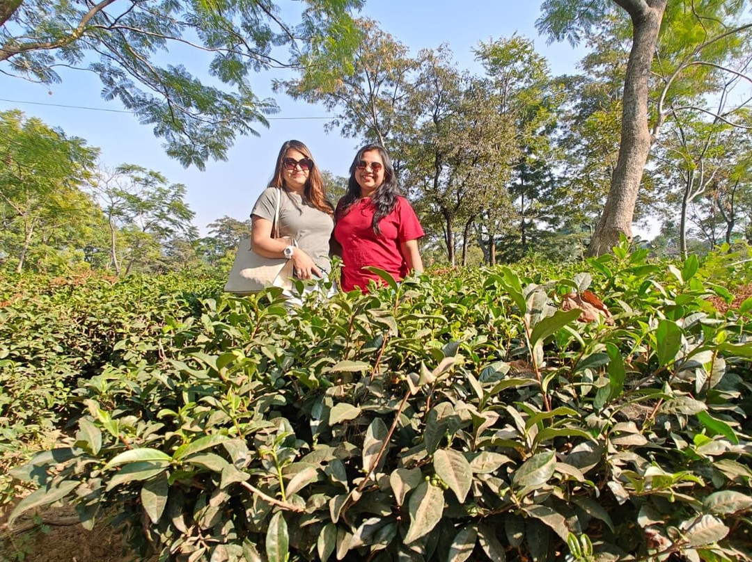 Palampur Tea Gardens景点图片
