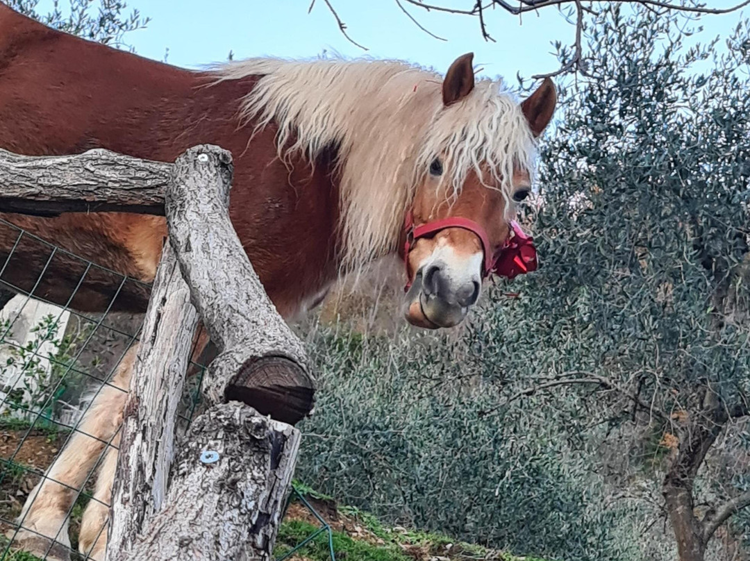 Agriturismo La Marpea