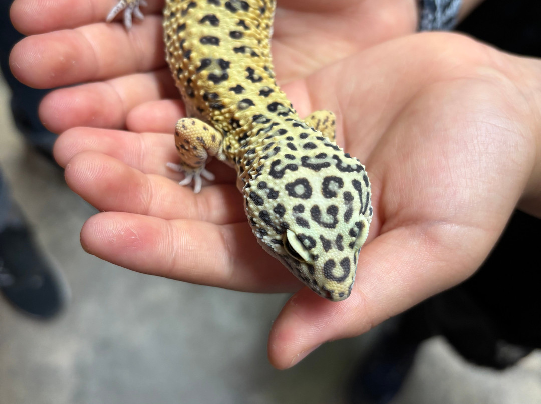 Phoenix Herpetological Sanctuary-斯科茨代尔必去景点