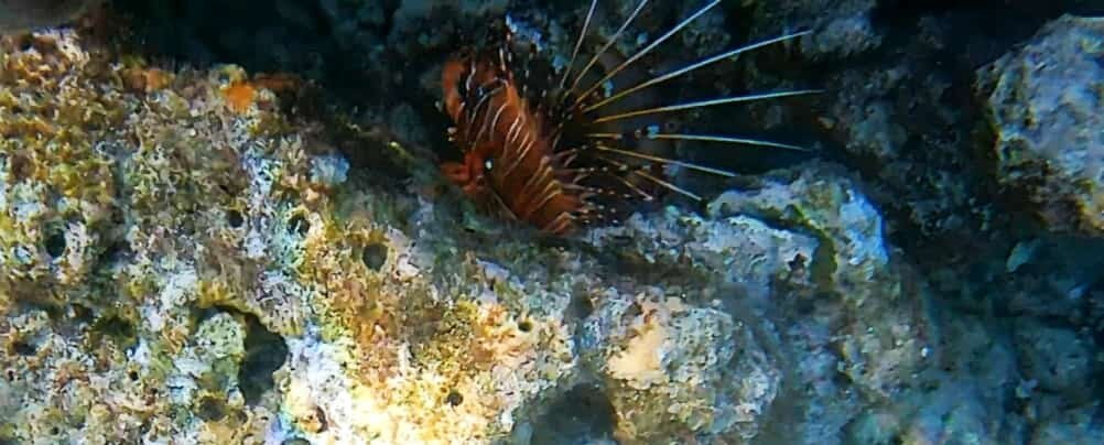 Omadhoo Coral View Inn主图