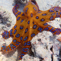 Sharm73