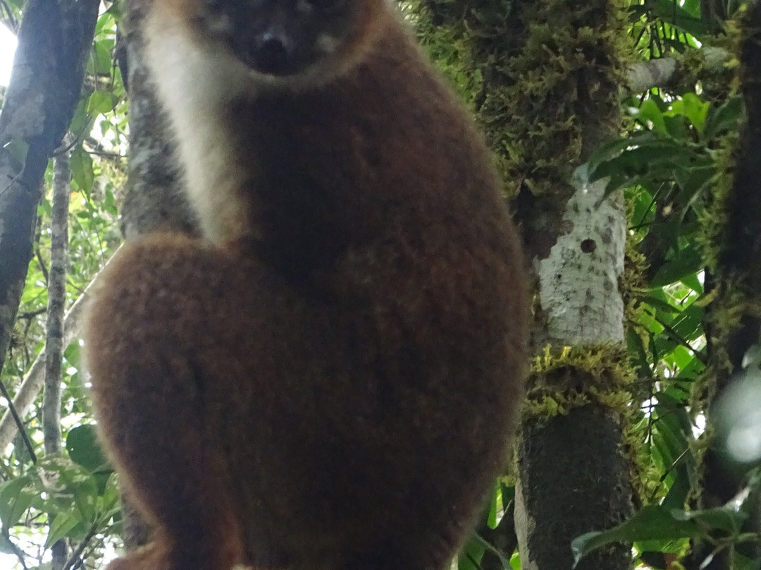 Ranomafana National Park景点图片