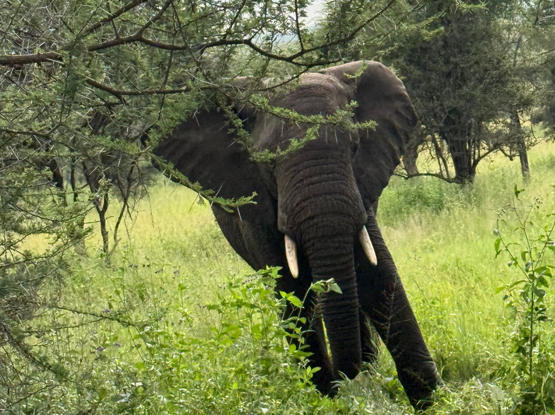 Gorilla and Adventure Safaris-Wakiso必去景点