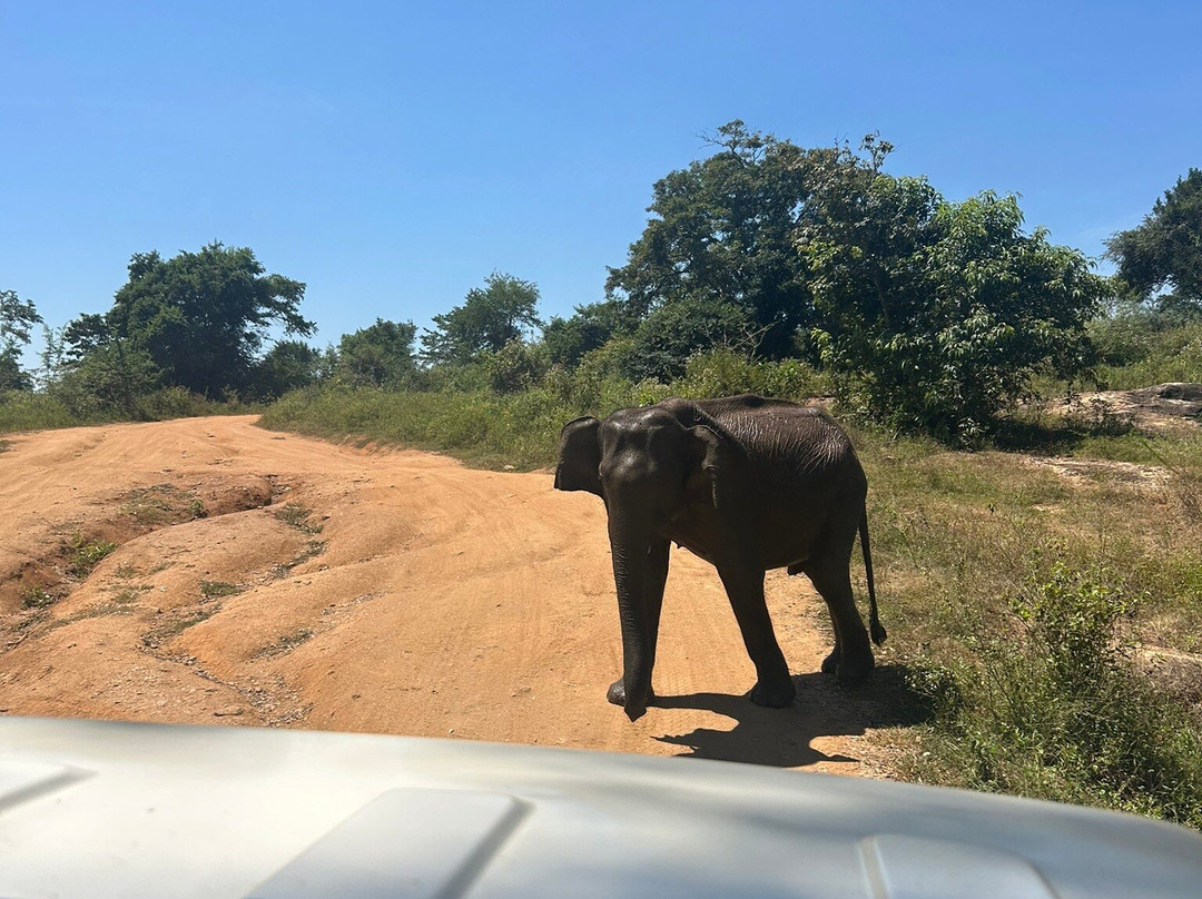 Udawalawe National Park Safari-乌达瓦拉瓦必去景点