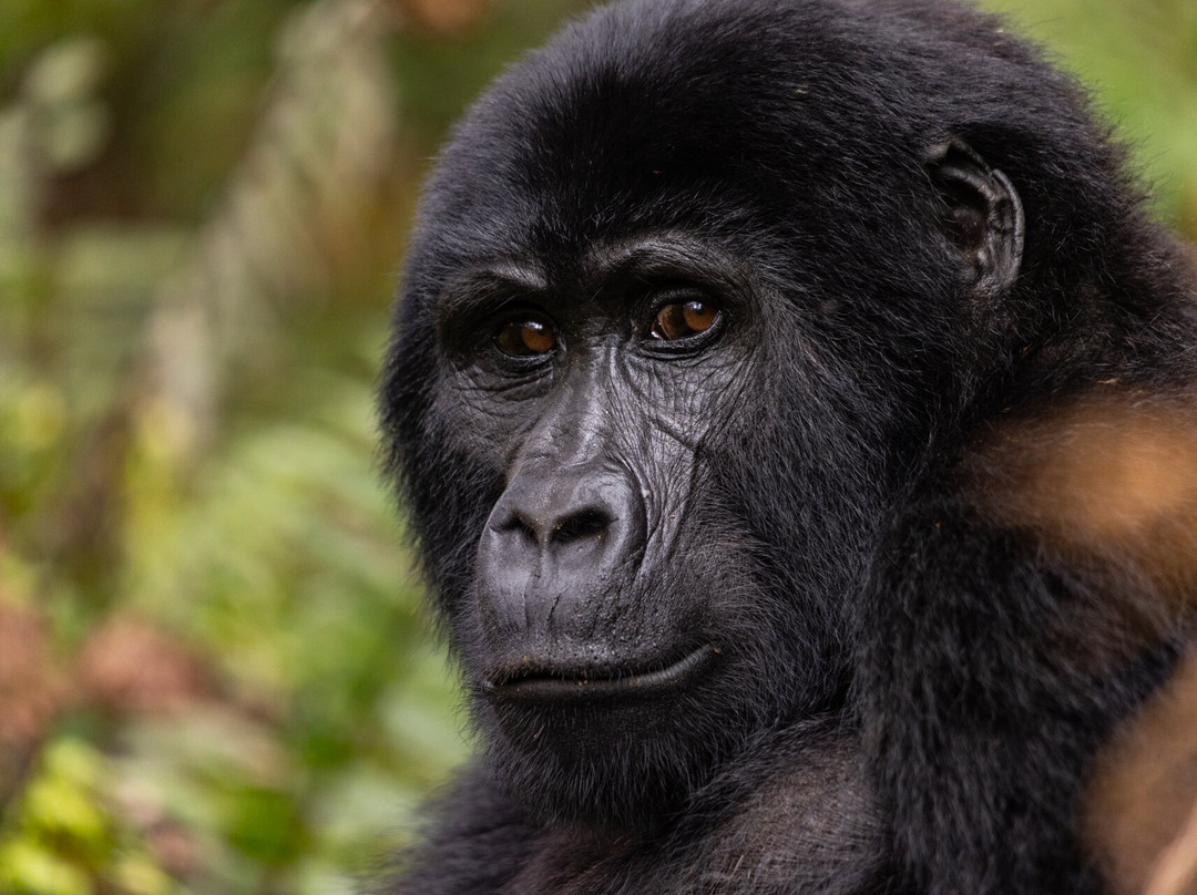 Entale African Safaris-恩德培必去景点