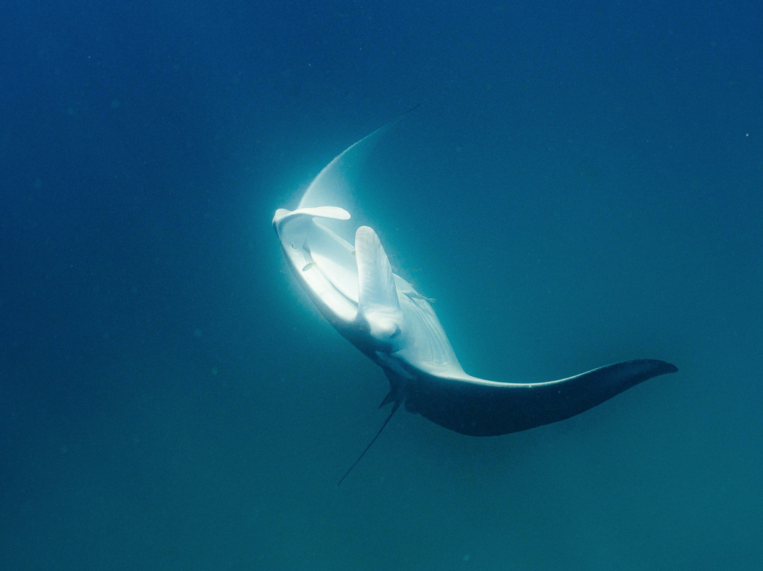Ningaloo Reef Dive-珊瑚湾必去景点