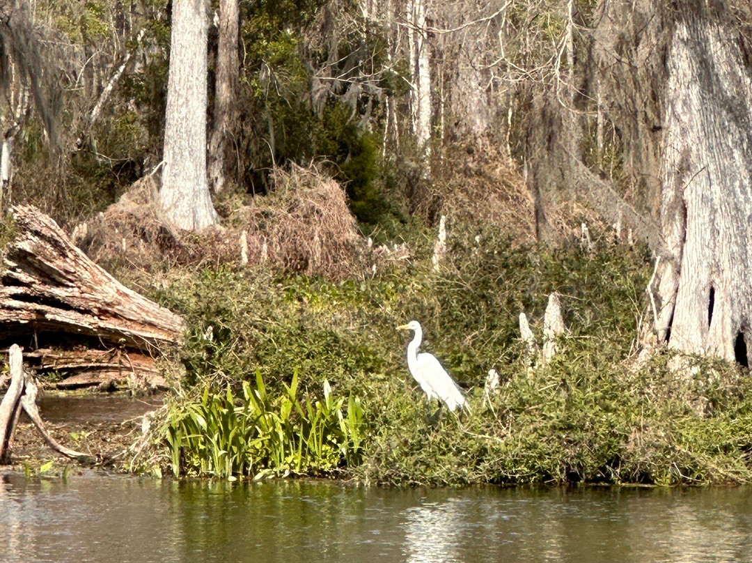 Edward Ball Wakulla Springs State Park-Wakulla Springs必去景点
