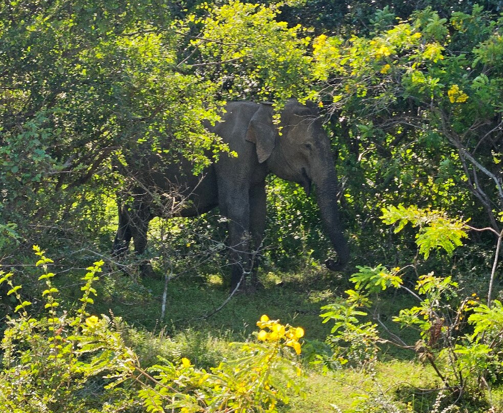 Bundala Roshan Safari-Weligatta必去景点