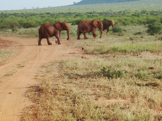 Safari In Kenya Con Batman E Gianni-瓦塔木必去景点