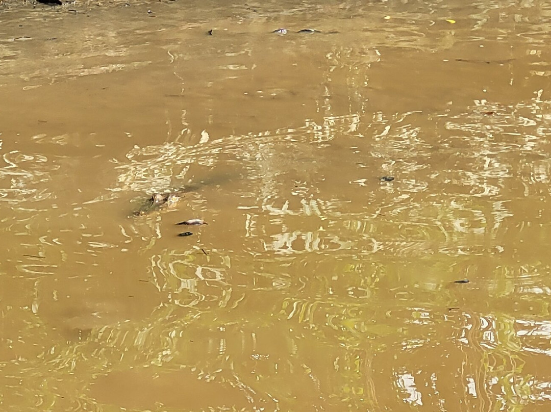 Brunei River景点图片
