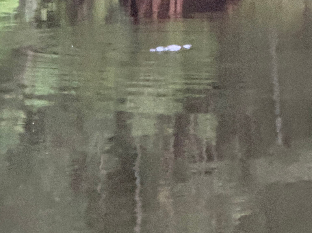 Paddle with the Platypus-Forrest必去景点