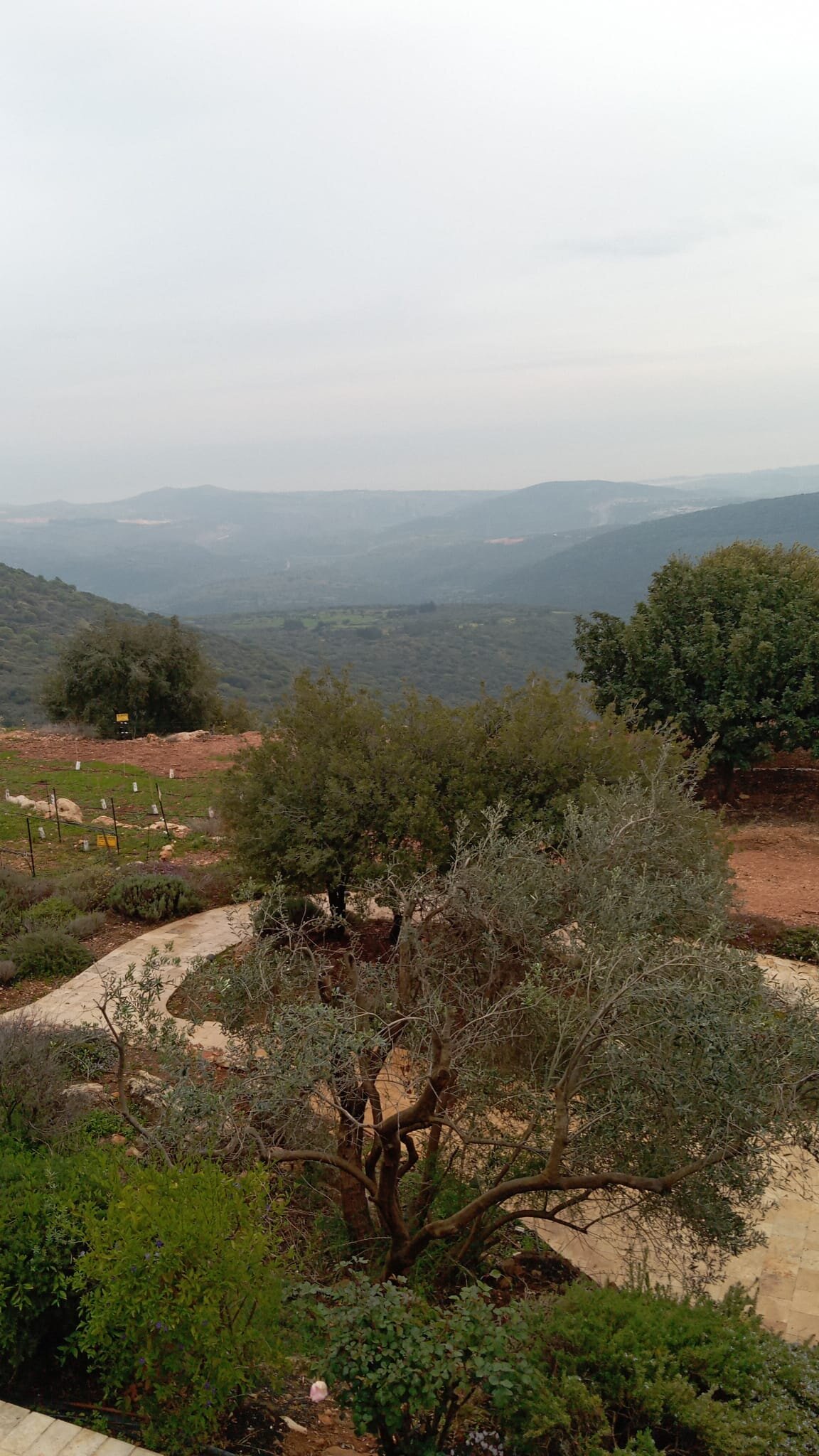 阿米雷哈加利精品酒店-酒店景观
