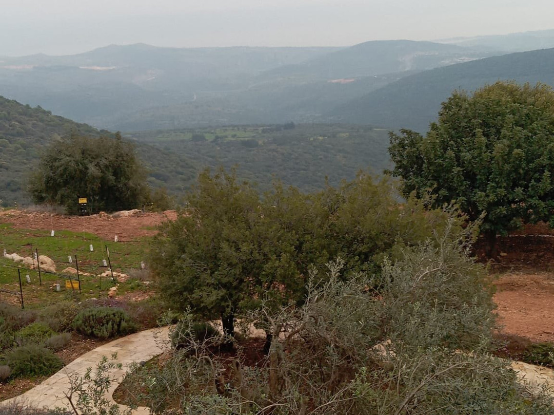 阿米雷哈加利精品酒店主图