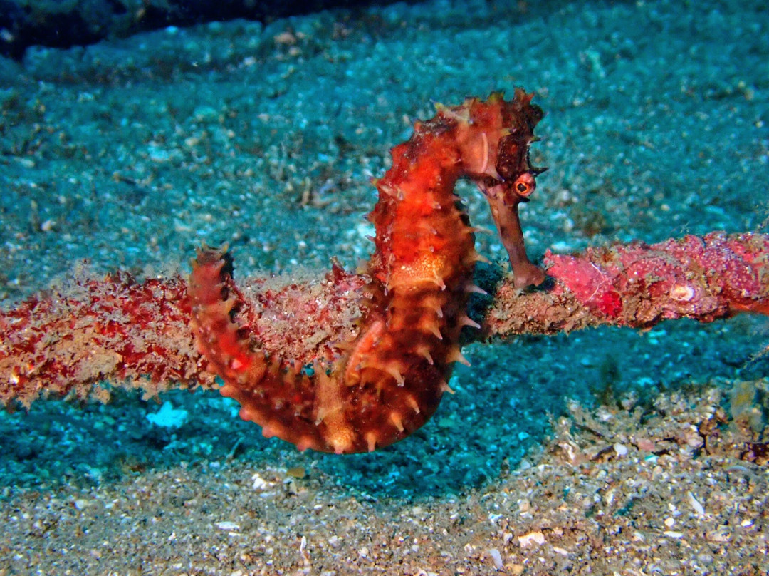 Critter Republic-岛印必去景点