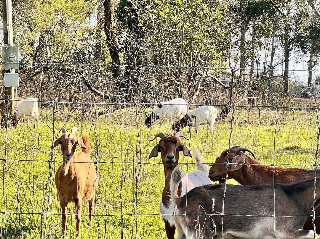 White Oak Pastures-Bluffton必去景点
