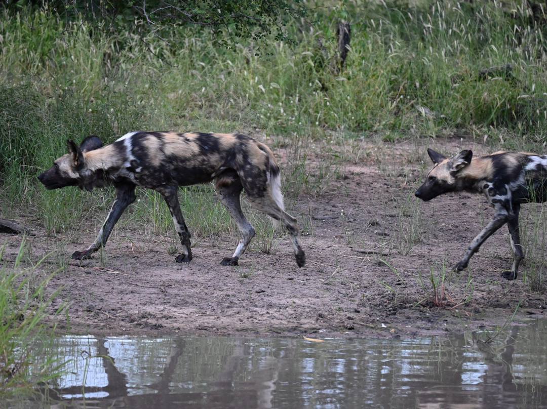 Wild Journeys-尼斯普鲁特必去景点