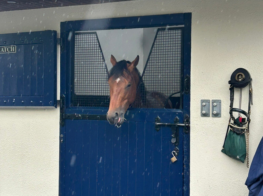 Fethard Horse Country Experience-Fethard必去景点