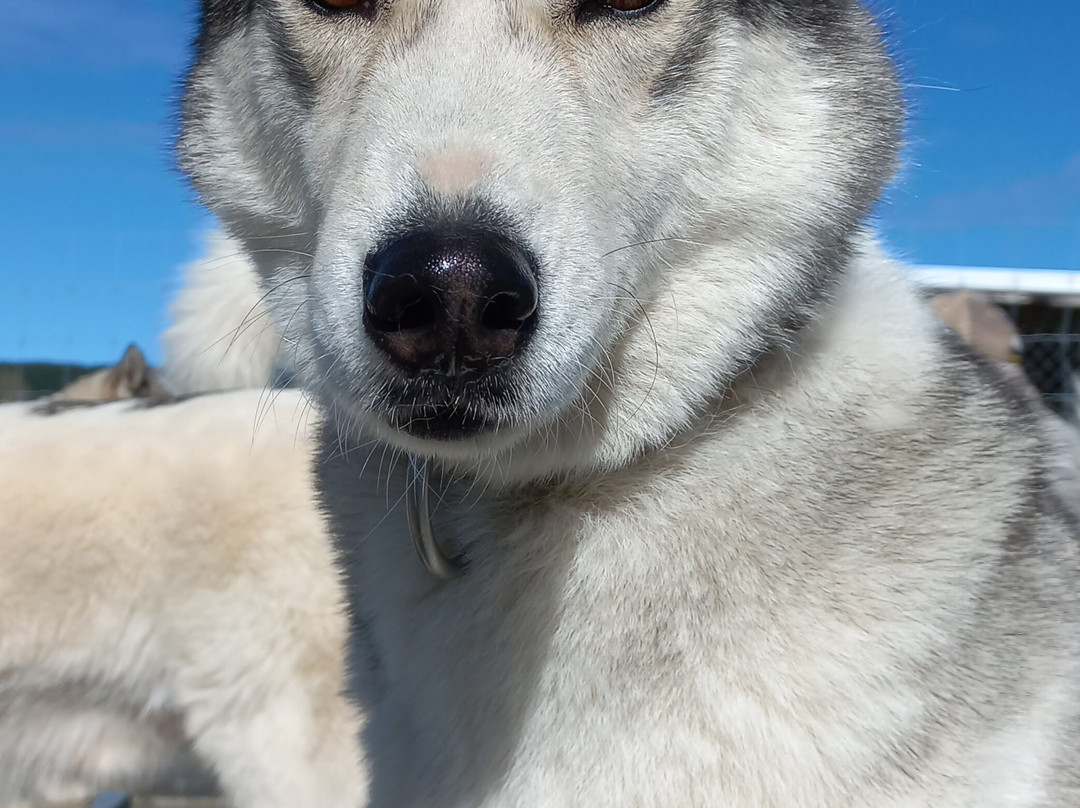 Timberline Racing Siberian Huskies景点图片