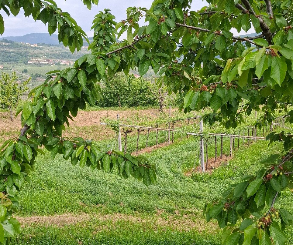 Le Bignele Winery景点图片