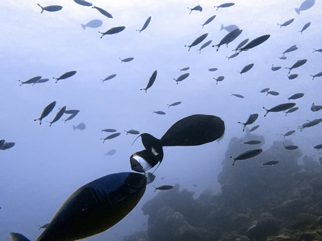Euro-Divers Meeru景点图片