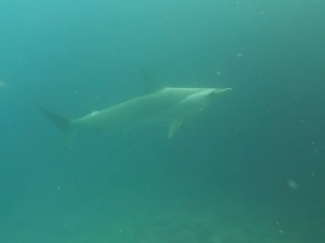 Blue Evolution-Zeeland必去景点