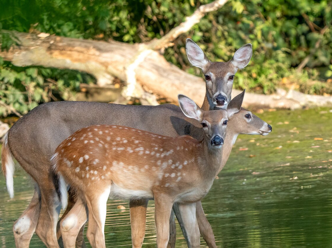 Heron Haven-奥马哈必去景点
