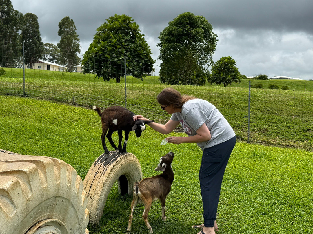 Honomu Goat Dairy-哈诺姆必去景点