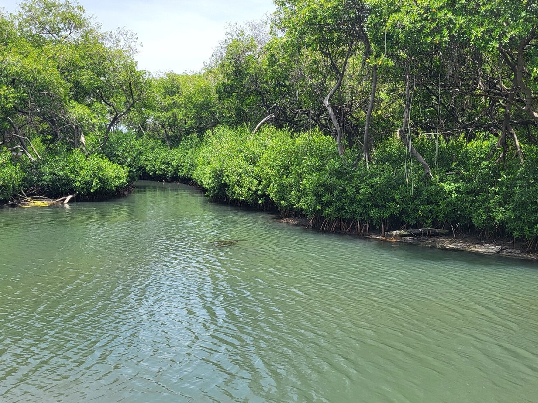 Curaçao Rif Mangrove Park-威廉斯塔德必去景点