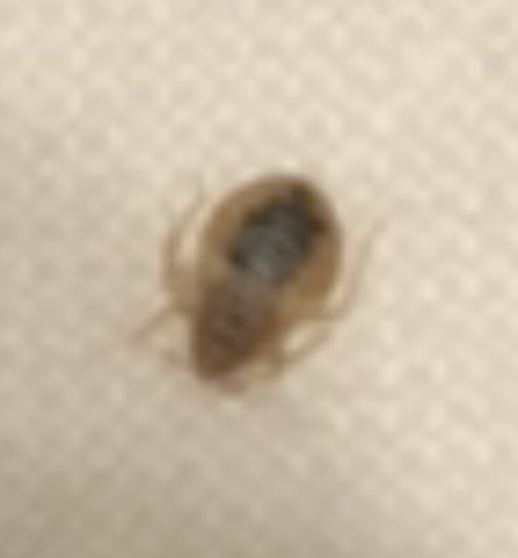 布鲁塞尔布杰特弗莱茨酒店主图