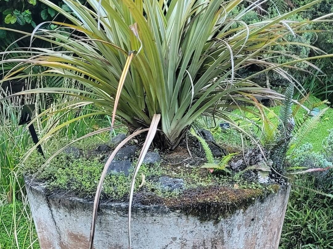 Fernglen Native Plant Gardens-Birkenhead必去景点