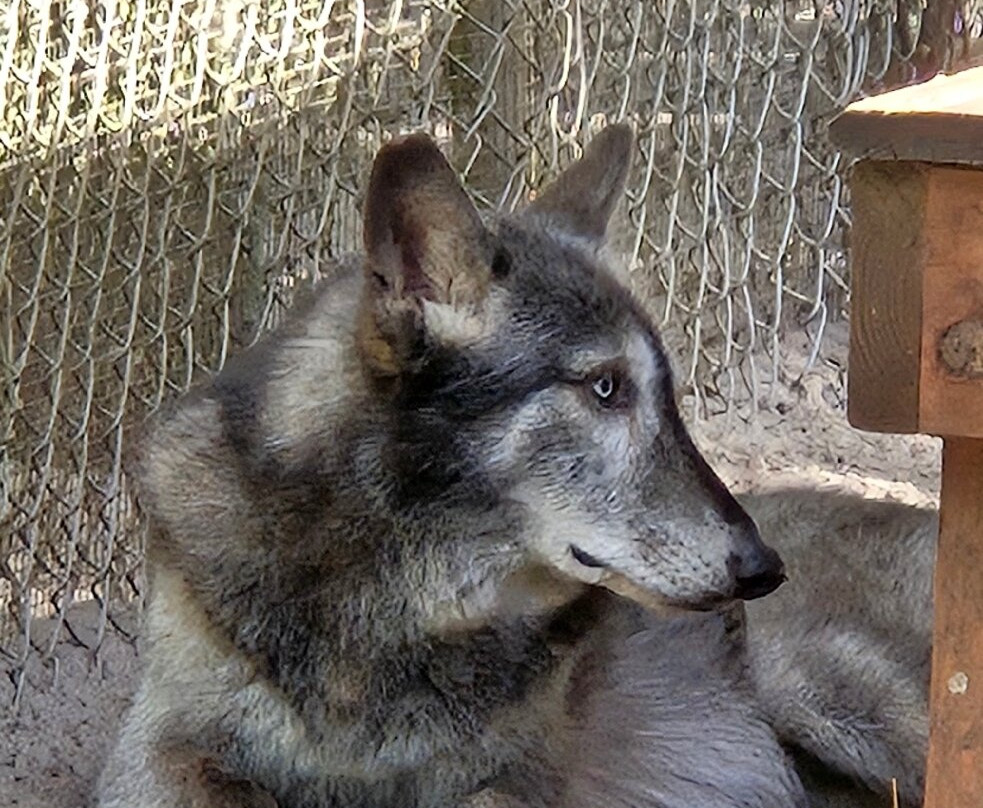 Shy Wolf Sanctuary Education & Experience Center景点图片