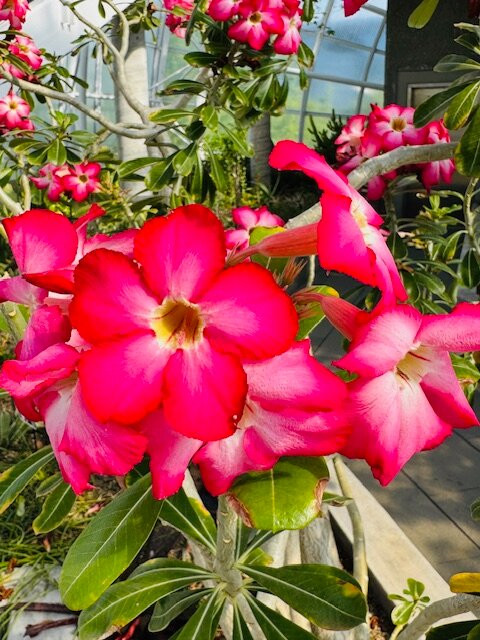 Myriad Botanical Gardens-俄克拉何马城必去景点