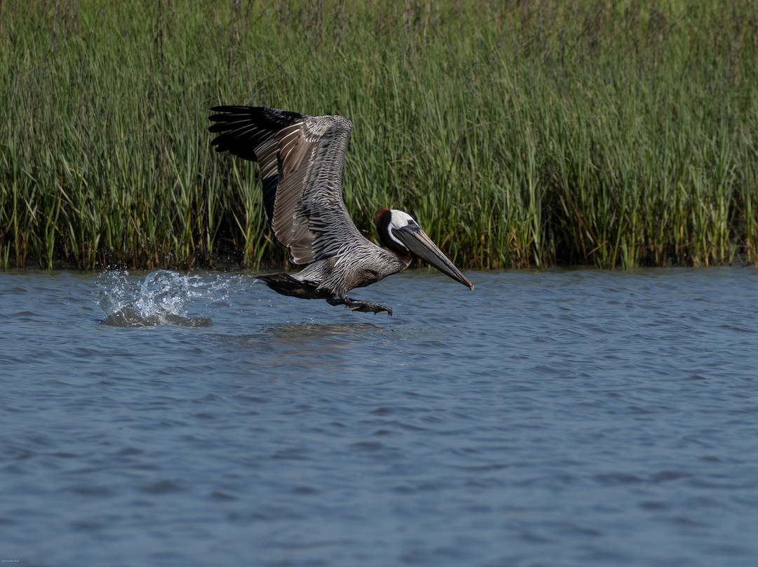 Lowcountry Photo Safaris-博福特必去景点