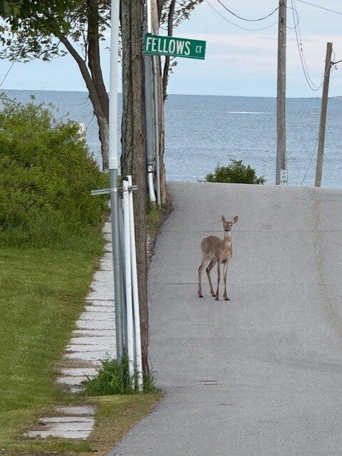 Great Island Inn主图