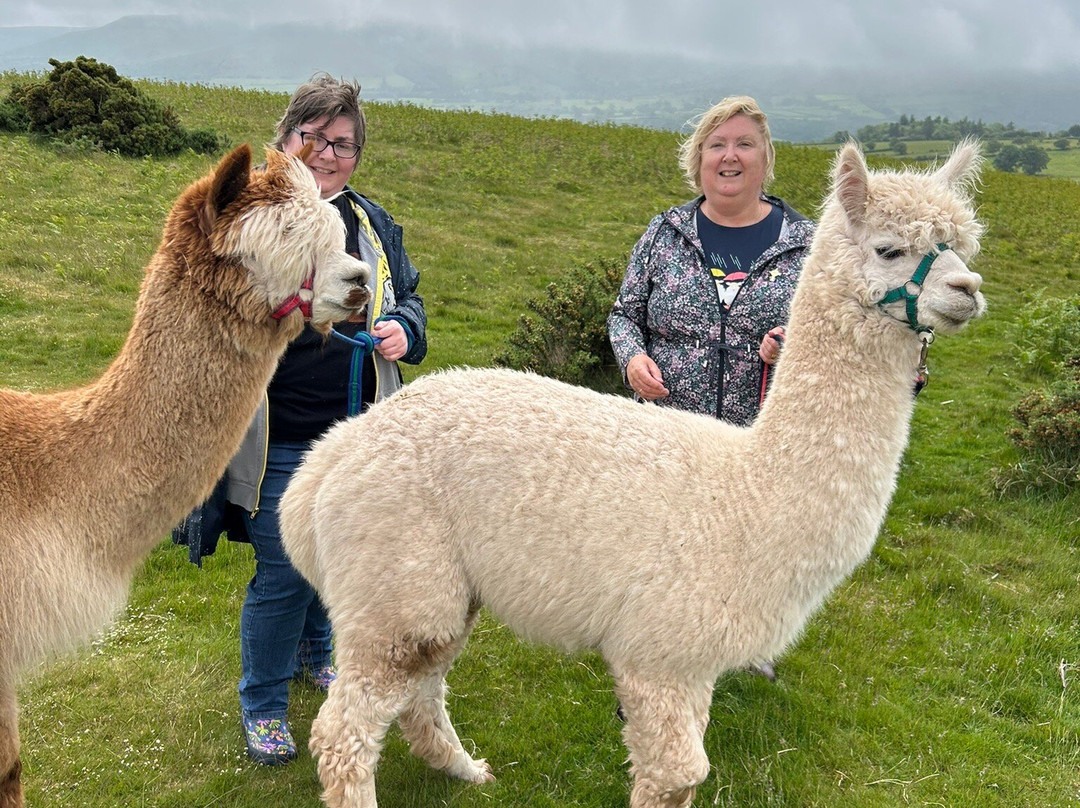 Alpaca My Boots景点图片