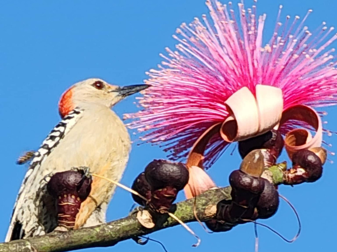 Peace River Botanical & Sculpture Gardens-蓬塔戈尔达必去景点