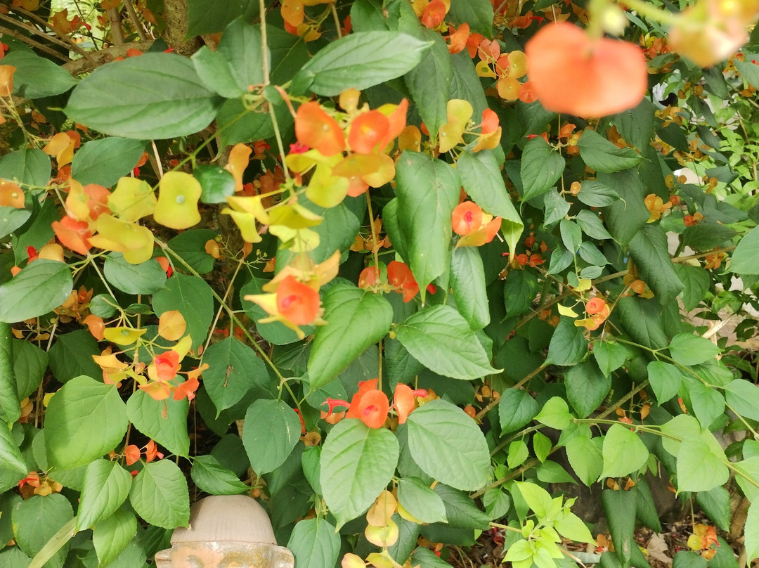 Espaço Hartãt - Acervo Indígena-Caraguatatuba必去景点