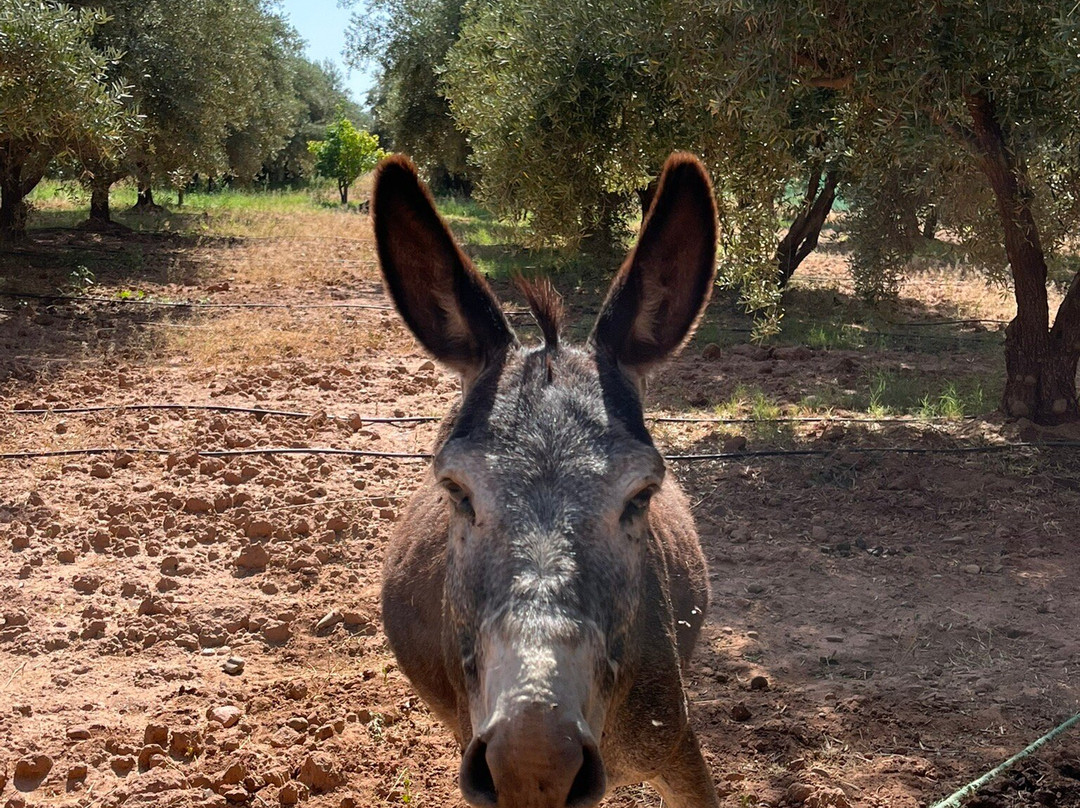 Les Perles de Zaraba主图