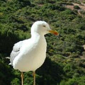 silverjet9