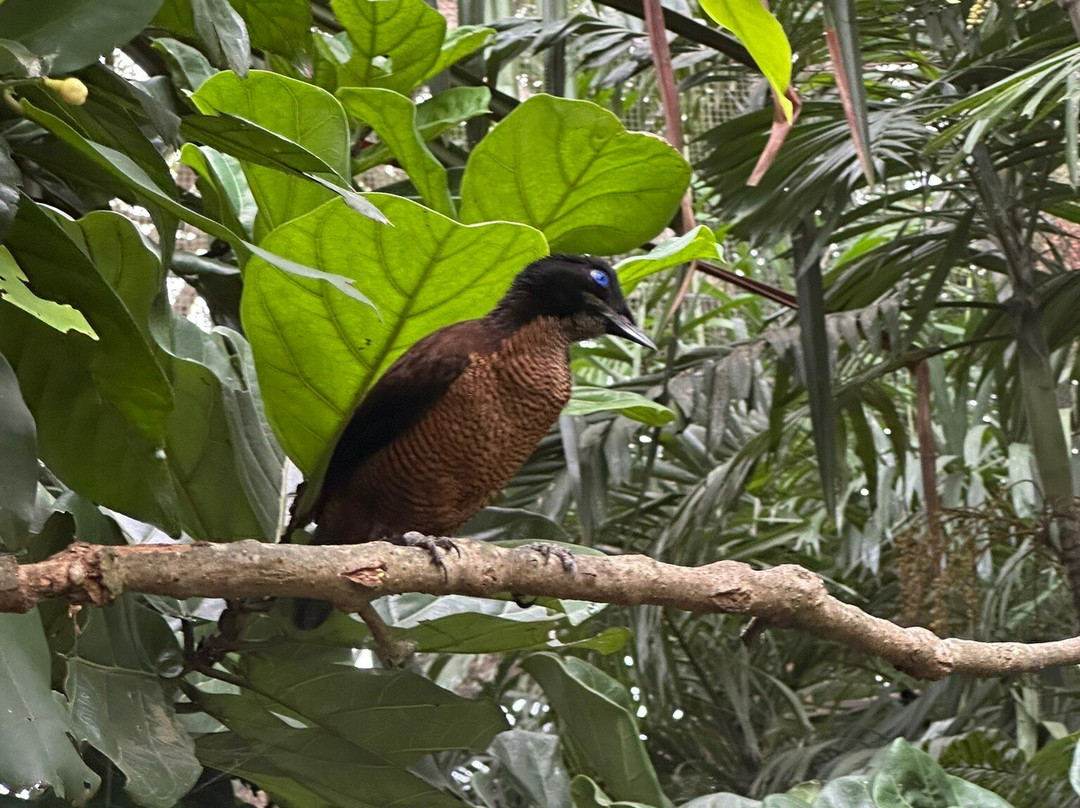 Port Moresby Nature Park-莫尔兹比港必去景点