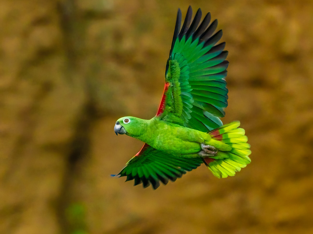 San Jorge Eco-lodges & Private Reserves in Ecuador-基多必去景点