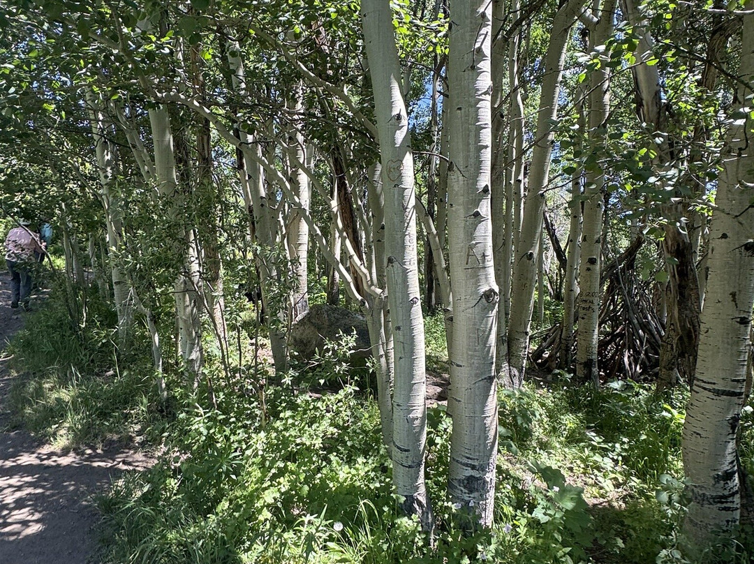 Brush Creek Trailhead-克雷斯特德比特必去景点