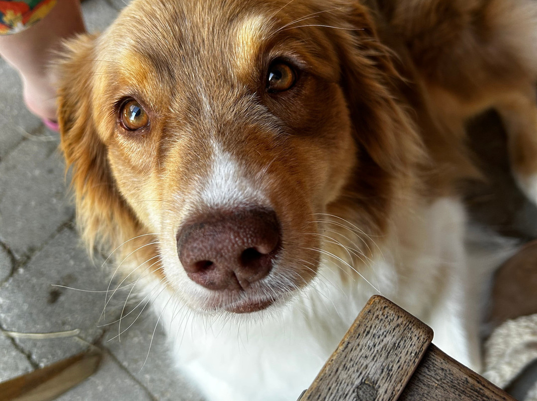 Le Moulin de Saint Jacques主图