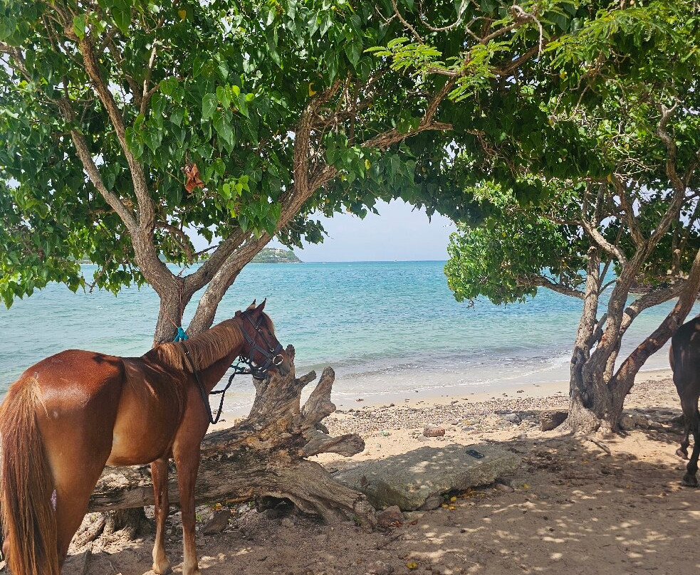 Antigua Equestrian Centre-Saint Paul Parish必去景点