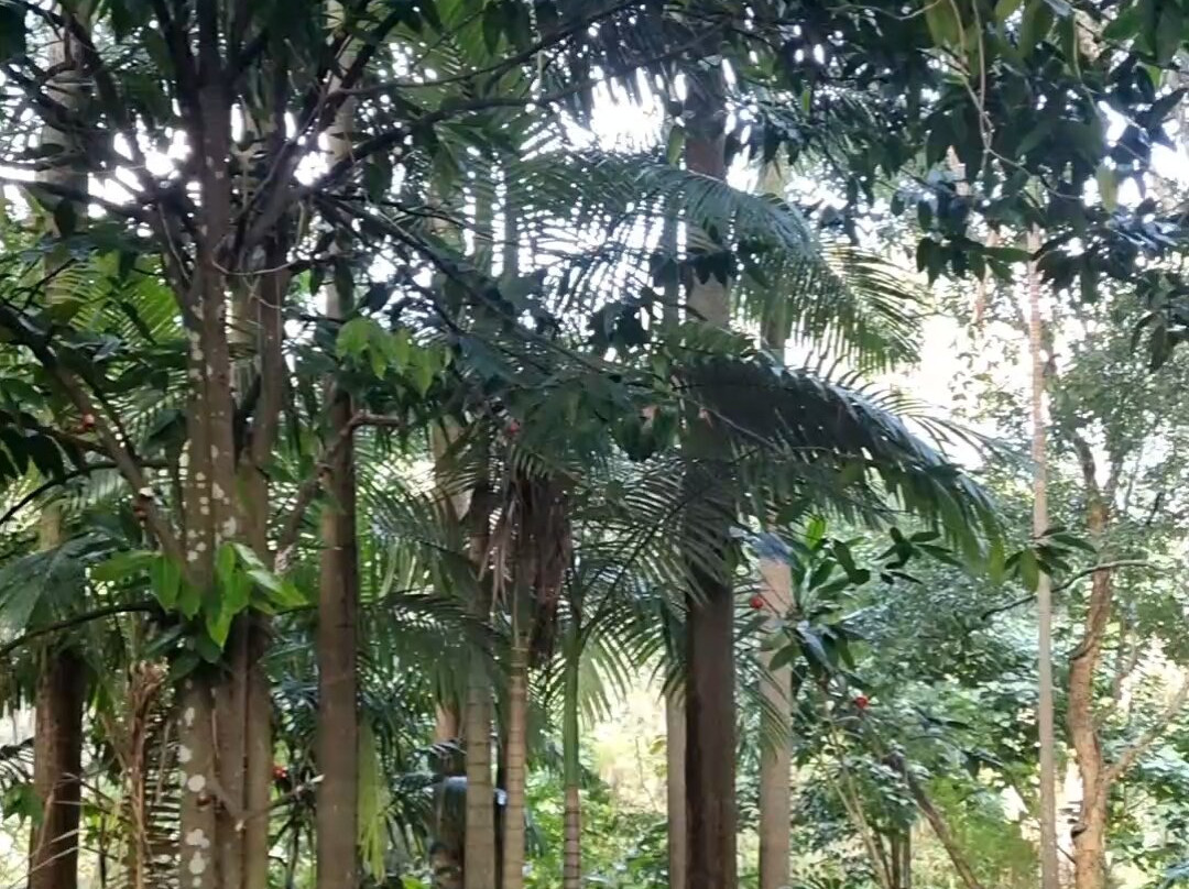 Fairhill Native Botanic Garden-Ninderry必去景点