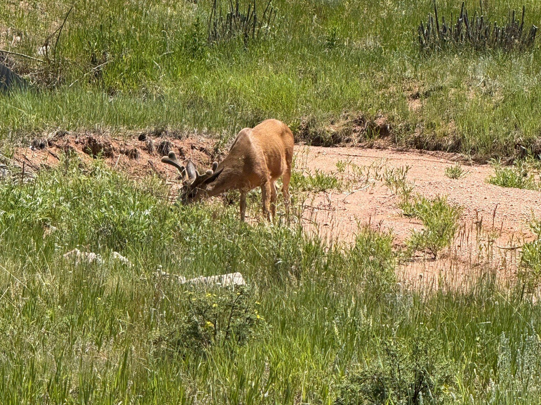 Shining Mountain Golf Course-Woodland Park必去景点
